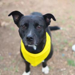 Shelter Stray Female Dog last seen Near BLOCK HISTORIC OLD HWY 90, San Antonio, TX 78227