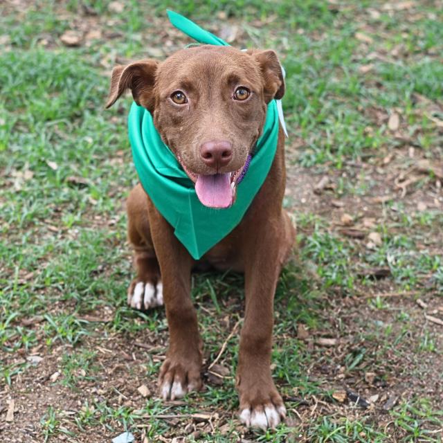 Shelter Stray Female Dog last seen Near BLOCK HISTORIC OLD HWY 90, San Antonio, TX 78227