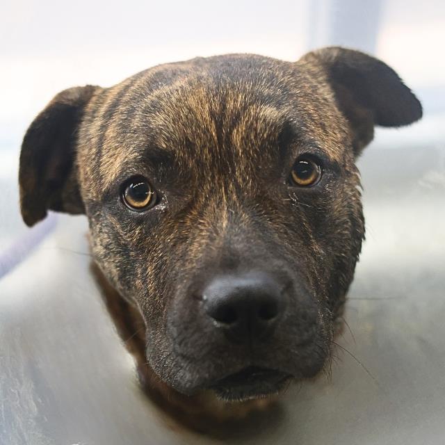 Shelter Stray Male Dog last seen BLOCK OF 9000 BOILING RAPID, San Antonio, TX 78227