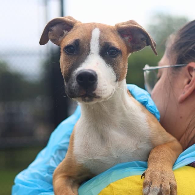 Shelter Stray Female Dog last seen Near BLOCK GREENLAWN, San Antonio, TX 78227