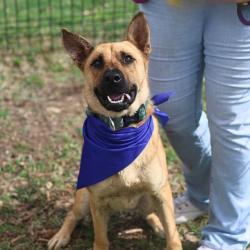 Shelter Stray Male Dog last seen Near BLOCK ELM VALLEY, San Antonio, TX 78227