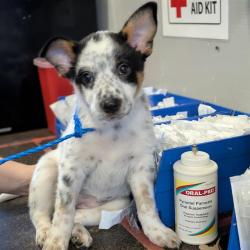 Shelter Stray Female Dog last seen , Camarillo, CA 93010