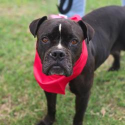 Shelter Stray Female Dog last seen Near BLOCK SPOKANE RD, San Antonio, TX 78227