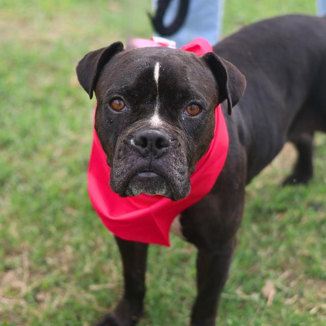 Shelter Stray Female Dog last seen Near BLOCK SPOKANE RD, San Antonio, TX 78227