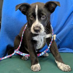 Shelter Stray Male Dog last seen , Camarillo, CA 93010