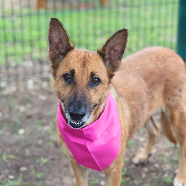 Shelter Stray Female Dog last seen E HART AVE, San Antonio, TX 78227