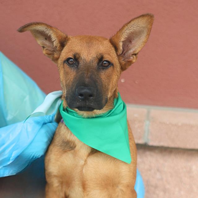 Shelter Stray Male Dog last seen E HART AVE, San Antonio, TX 78227