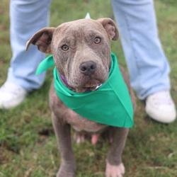 Shelter Stray Male Dog last seen Near BLOCK GABRIEL, San Antonio, TX 78227
