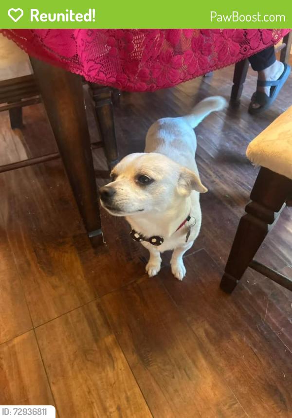 Reunited Male Dog last seen Center & Michigan , Riverside, CA 92507