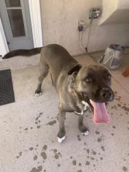 Reunited Male Dog last seen Wabash Ave , Redlands, CA 92374