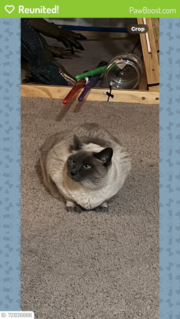 Reunited Female Cat last seen Near Coleman Rd , San Jose, CA 95110