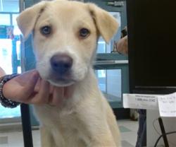 Shelter Stray Male Dog last seen Near BLOCK SE 13TH ST, Oklahoma City, OK 73129