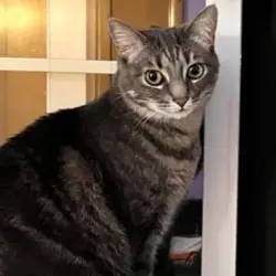 Lost Female Cat last seen Near Meridian Ave S, Bot, WA 98021, USA, Bothell, WA 98021