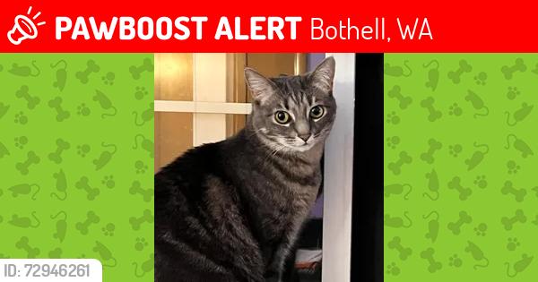 Lost Female Cat last seen Near Meridian Ave S, Bot, WA 98021, USA, Bothell, WA 98021