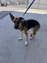 Shelter Stray Female Dog last seen Near BLOCK GRIFFITHS ST, BAKERSFIELD CA 93309, Bakersfield, CA 93308