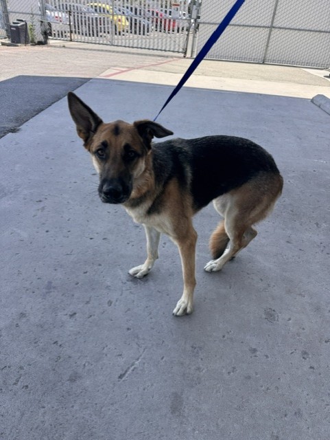 Shelter Stray Female Dog last seen Near BLOCK GRIFFITHS ST, BAKERSFIELD CA 93309, Bakersfield, CA 93308