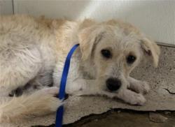 Shelter Stray Male Dog last seen Near BLOCK MARY ST, ARVIN CA 93203, Bakersfield, CA 93308