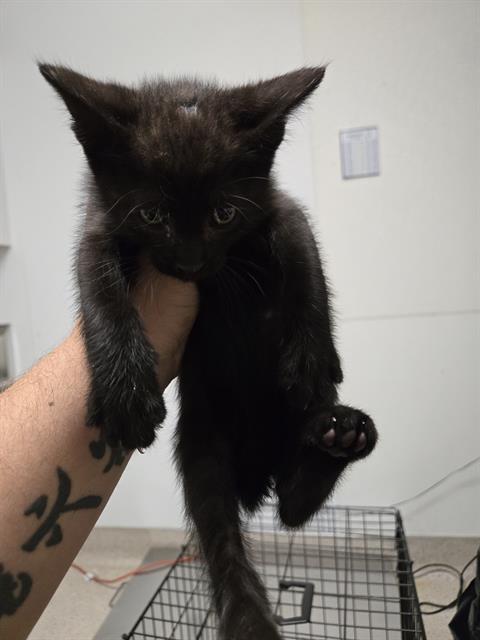 Shelter Stray Male Cat last seen Near BLOCK LINDA VISTA DR, BAKERSFIELD CA 93308, Bakersfield, CA 93308