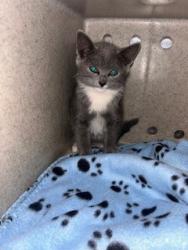 Shelter Stray Female Cat last seen , Gardena, CA 90248