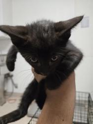 Shelter Stray Male Cat last seen Near BLOCK LINDA VISTA DR, BAKERSFIELD CA 93308, Bakersfield, CA 93308