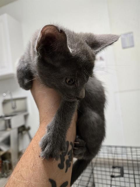 Shelter Stray Female Cat last seen Near BLOCK LINDA VISTA DR, BAKERSFIELD CA 93308, Bakersfield, CA 93308