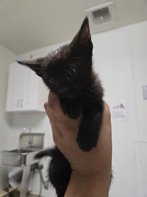 Shelter Stray Female Cat last seen Near BLOCK LINDA VISTA DR, BAKERSFIELD CA 93308, Bakersfield, CA 93308