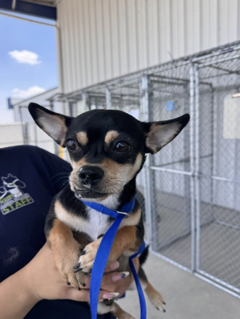 Shelter Stray Male Dog last seen Near BLOCK E CALIFORNIA AVE, BAKERSFIELD CA 93307, Bakersfield, CA 93308