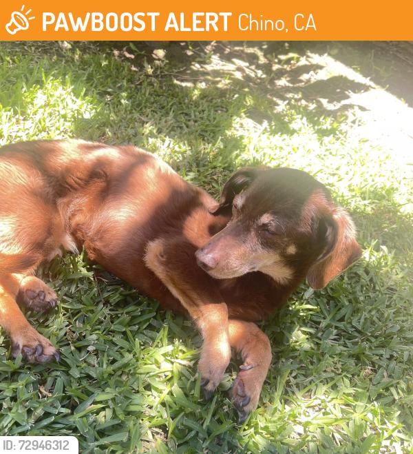 Found/Stray Male Dog last seen Appalachian off Willamette COLLEGE PARK CA , Chino, CA 91710