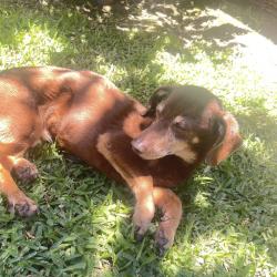 Found/Stray Male Dog last seen Appalachian off Willamette COLLEGE PARK CA , Chino, CA 91710