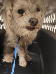 Shelter Stray Female Dog last seen Near BLOCK CAVE AVE, BAKERSFIELD CA 93312, Bakersfield, CA 93308
