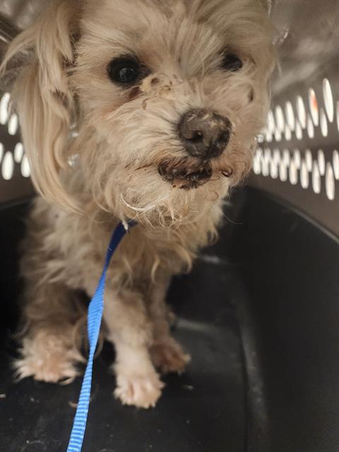 Shelter Stray Female Dog last seen Near BLOCK CAVE AVE, BAKERSFIELD CA 93312, Bakersfield, CA 93308