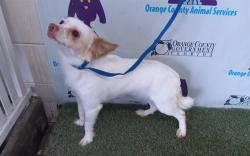 Shelter Stray Male Dog last seen , Orlando, FL 32839