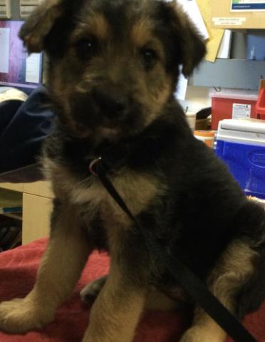 Shelter Stray Female Dog last seen Near BLOCK MADISION ST RIVERSIDE CA, Jurupa Valley, CA 92509