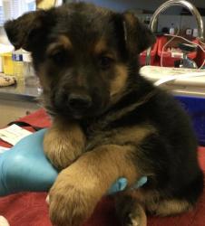 Shelter Stray Female Dog last seen Near BLOCK MADISION ST RIVERSIDE CA, Jurupa Valley, CA 92509