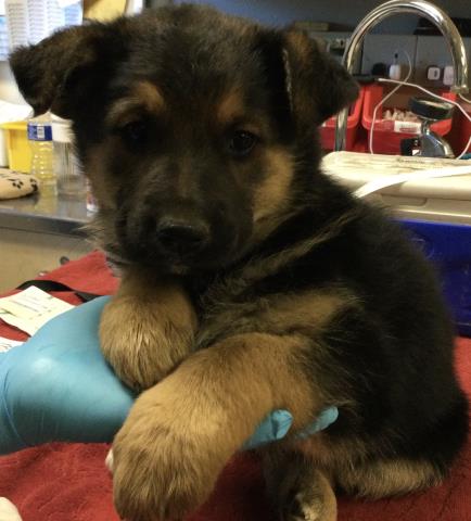 Shelter Stray Female Dog last seen Near BLOCK MADISION ST RIVERSIDE CA, Jurupa Valley, CA 92509