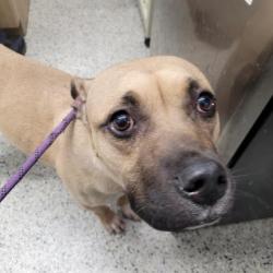 Shelter Stray Female Dog last seen Near BLOCK CORTLAND ST, DETROIT MI 48206, Detroit, MI 48211