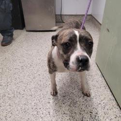 Shelter Stray Female Dog last seen Near BLOCK CORTLAND ST, DETROIT MI 48206, Detroit, MI 48211