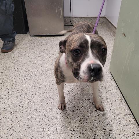 Shelter Stray Female Dog last seen Near BLOCK CORTLAND ST, DETROIT MI 48206, Detroit, MI 48211