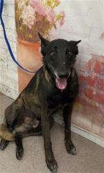 Shelter Stray Male Dog last seen W 26TH ST X N GARDENA ST, San Bernardino, CA 92401