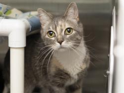Shelter Stray Female Cat last seen Near BLOCK W DOBBINS RD, Phoenix, AZ 85008