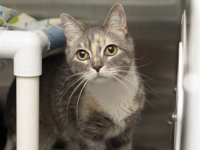 Shelter Stray Female Cat last seen Near BLOCK W DOBBINS RD, Phoenix, AZ 85008