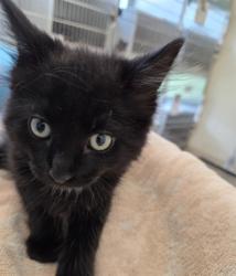 Shelter Stray Male Cat last seen Near BLOCK E 120TH AVE (QUICKTIP GAS STATION), Brighton, CO 80601
