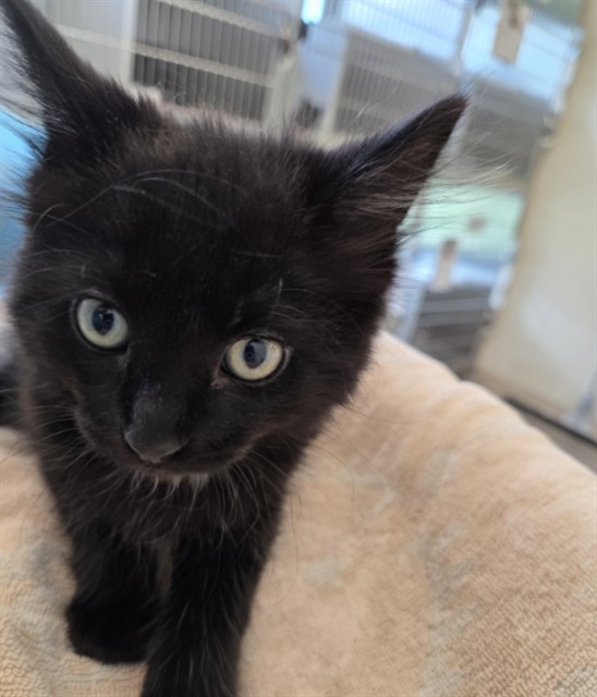 Shelter Stray Male Cat last seen Near BLOCK E 120TH AVE (QUICKTIP GAS STATION), Brighton, CO 80601