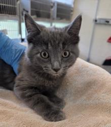 Shelter Stray Male Cat last seen Near BLOCK E 120TH AVE (QUICKTIP GAS STATION), Brighton, CO 80601
