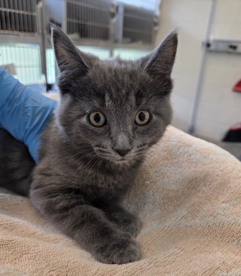 Shelter Stray Male Cat last seen Near BLOCK E 120TH AVE (QUICKTIP GAS STATION), Brighton, CO 80601