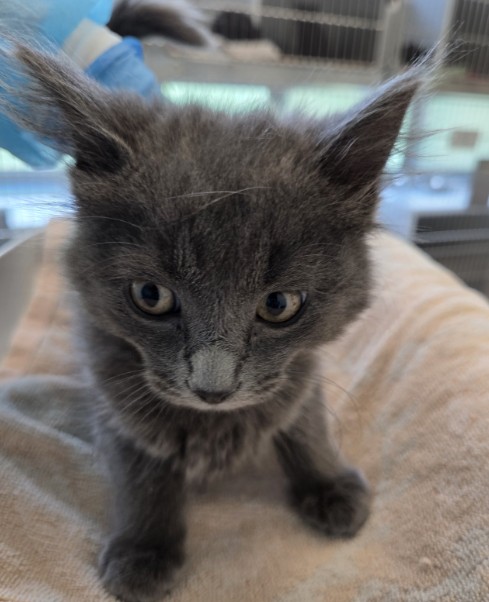 Shelter Stray Female Cat last seen Near BLOCK E 120TH AVE (QUICKTIP GAS STATION), Brighton, CO 80601