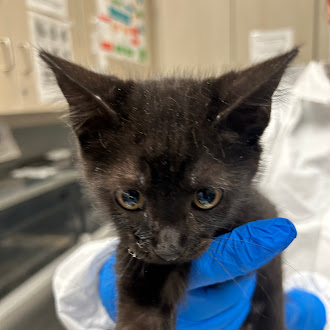 Shelter Stray Male Cat last seen N JONES BLVD & W LAKE MEAD BLVD, Las Vegas, NV 89101