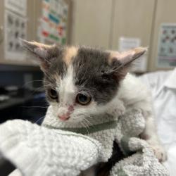Shelter Stray Female Cat last seen N JONES BLVD & W LAKE MEAD BLVD, Las Vegas, NV 89101