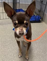 Shelter Stray Male Dog last seen E HARMON AVE & S LAMB BLVD, Las Vegas, NV 89101