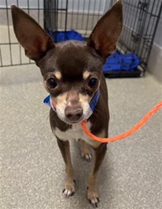 Shelter Stray Male Dog last seen E HARMON AVE & S LAMB BLVD, Las Vegas, NV 89101